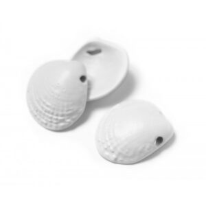 Colored Cockle shell