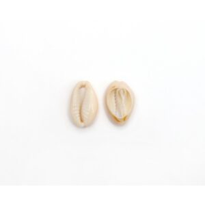 Cowrie Shells 1