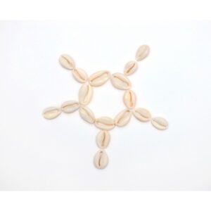 Cowrie Shells 2