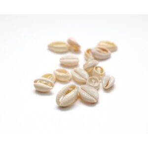 Cowrie Shells